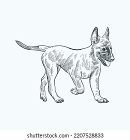 Vintage Hand Drawn Sketch Belgian Malinois Puppy