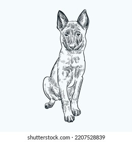 Vintage hand drawn sketch belgian malinois puppy