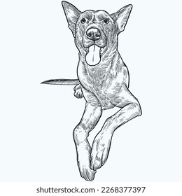 Vintage hand drawn sketch Belgian Malinois