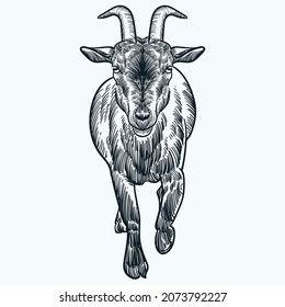 Vintage hand drawn sketch billy goat