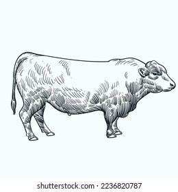 Vintage hand drawn sketch black angus