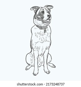 Vintage hand drawn sketch border collie dog