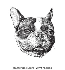 Vintage hand drawn sketch boston terrier dog.vector illustration.