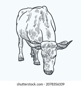 Vintage hand drawn sketch bow bull
