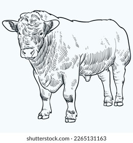 Vintage hand drawn sketch Charolais bull cattle