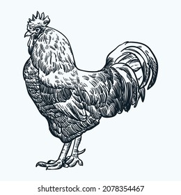 Vintage hand drawn sketch chicken