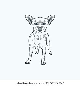 Vintage hand drawn sketch chihuahua dog