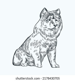 Vintage hand drawn sketch chow chow dog