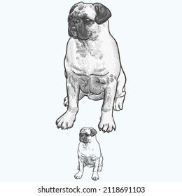 Vintage hand drawn sketch colored pug dog