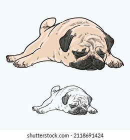 Vintage hand drawn sketch colored pug dog