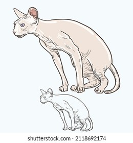 Vintage hand drawn sketch colored sphynx cat
