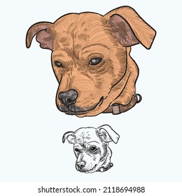 Vintage hand drawn sketch colored Chihuahua Beagle Mix dog head