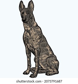 Vintage Hand Drawn Sketch Dutch Shepherd Stock Vector (Royalty Free ...