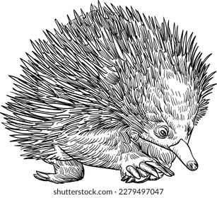 Vintage hand drawn sketch Echidna