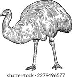 Vintage hand drawn sketch emu bird
