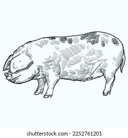 Vintage hand drawn sketch Gloucestershire Old Spot Pig