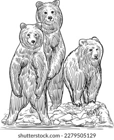 Vintage hand drawn sketch grizzly bears on rock