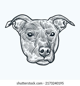 Vintage hand drawn sketch head of pitbull dog
