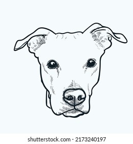 Vintage hand drawn sketch head of pitbull dog
