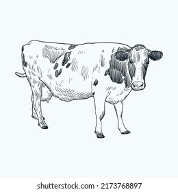 Vintage hand drawn sketch Holstein Friesian cattle