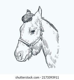 5,963 Vintage design with hand drawn sketch horse Images, Stock Photos ...