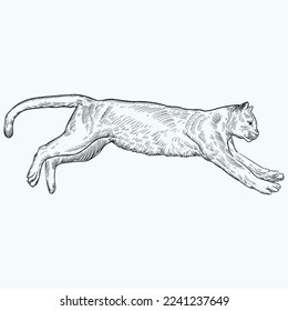 cougar outline clip art