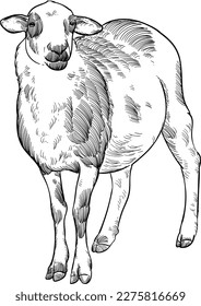 Vintage hand drawn sketch katadin sheep