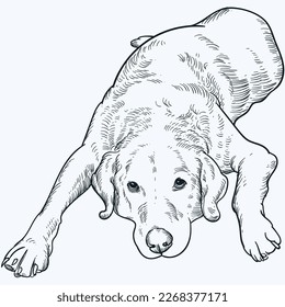 Vintage hand drawn sketch Labrador Retriever