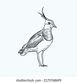 Vintage hand drawn sketch Lapwing Bird