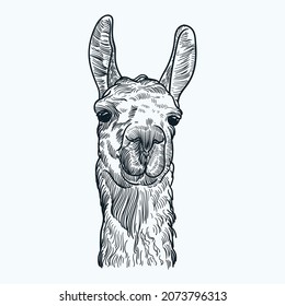 Vintage hand drawn sketch llama and deer head