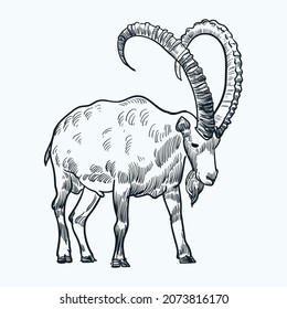 Vintage hand drawn sketch long horned nubian ibex
