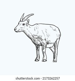 Vintage Hand Drawn Sketch Mountain Goat