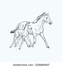 Vintage hand drawn sketch New Forest Pony