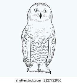 Vintage hand drawn sketch owl