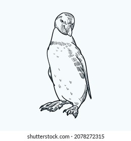 Vintage hand drawn sketch penguin