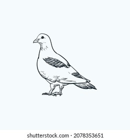 Vintage hand drawn sketch pigeon