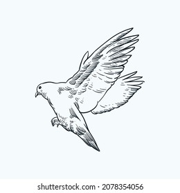 Vintage hand drawn sketch pigeon