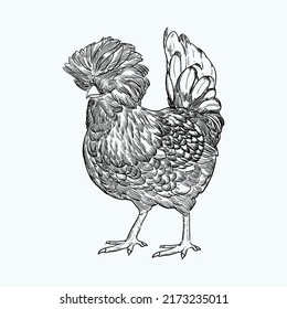 Vintage hand drawn sketch polish chickens