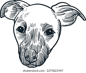Vintage hand drawn sketch Potcake dog head
