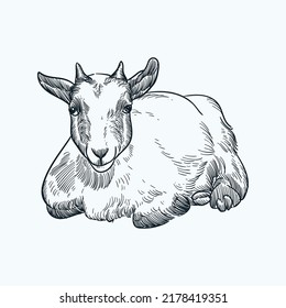 Vintage hand drawn sketch pygmy goat