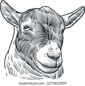 Vintage hand drawn sketch pygmy goat