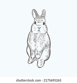 Vintage Hand Drawn Sketch Rabbit