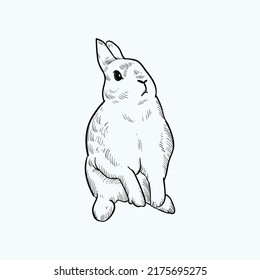 Vintage Hand Drawn Sketch Rabbit