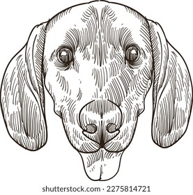 Vintage hand drawn sketch Redbone Coonhound dog head