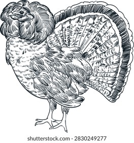 Vintage hand drawn sketch of Ruffed Grouse