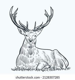 Vintage hand drawn sketch sit deer