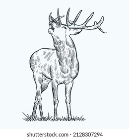 Vintage hand drawn sketch sit deer