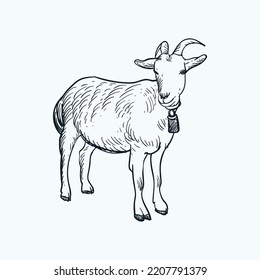 Vintage hand drawn sketch smile baby goat