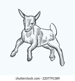 Vintage hand drawn sketch smile baby goat