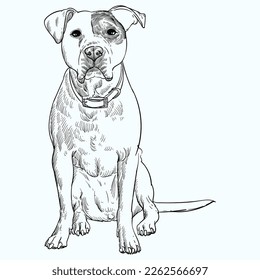 Vintage hand drawn sketch Staffordshire Bull Terrier